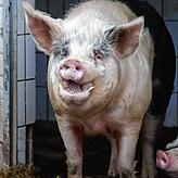 Schweinemann Otto lebt auf dem Gnadenhof.