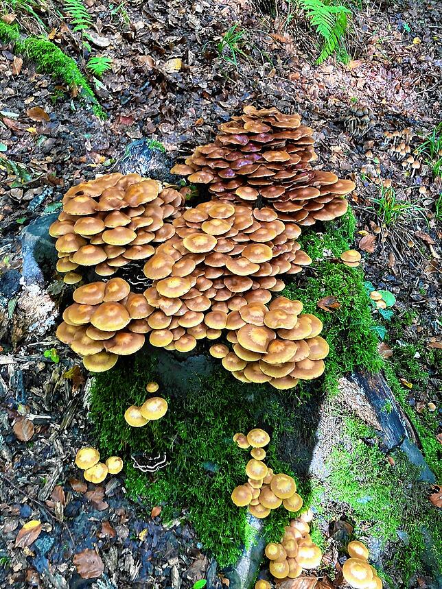 Pilze an einem Baumstamm.