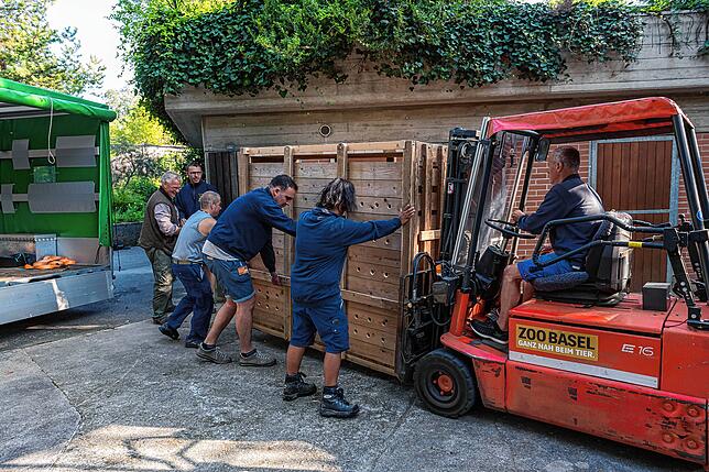 Ein Somali-Wildesel in der Transportbox.