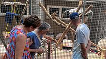 Beim Sommerfest des Tierheims Überlingen können die Besucher unter anderem die Gehege der Tiere betrachten. Hier ist das Katzengehege zu ...