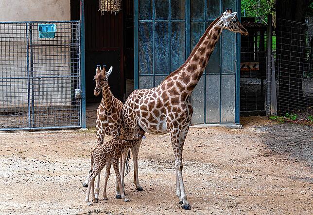 Familienidylle im Außengehege: Mama Sophie mit ihren Kindern.
