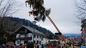 Nein, Sie sehen nicht doppelt. Der Todtmooser Narrenbaum hat tatsächlich zwei Stämme.