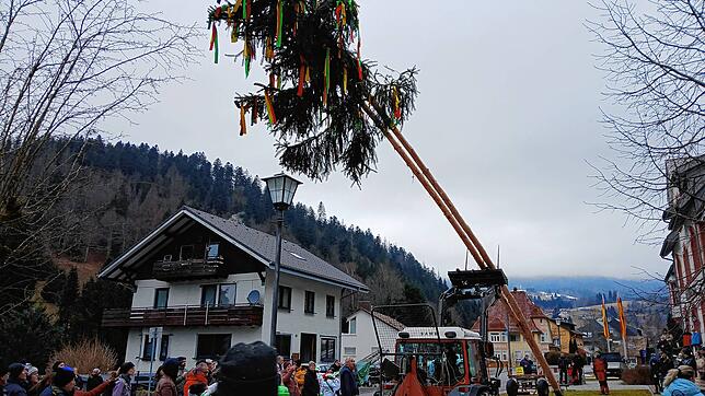 Nein, Sie sehen nicht doppelt. Der Todtmooser Narrenbaum hat tatsächlich zwei Stämme.