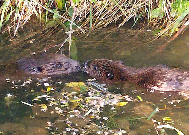 Diese schwimmenden Biber entdeckte Gilbert Mattes im Nußbach.
