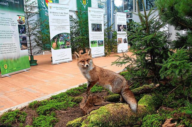 Ein Fuchs sitzt hier vor den Informationstafeln im Treffpunkt Baden-Württemberg.