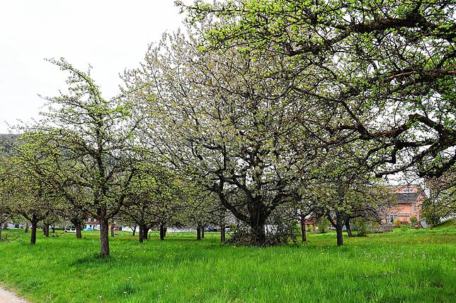 Bild 20: Streit um das Freiwiesle: So sieht die Streuobstwiese aktuell aus