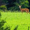 Nur wer einen Jagdschein besitzt, darf Wildtiere wie das Reh auf diesem Symbolfoto schießen, und das nur in einem festgelegten ...