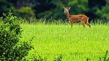 Nur wer einen Jagdschein besitzt, darf Wildtiere wie das Reh auf diesem Symbolfoto schießen, und das nur in einem festgelegten ...
