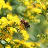 Bienen haben es in Zeiten von Klimawandel und Pestiziden schwerer denn je. Doch gegen das Volksbegehren &bdquo;Artenschutz&ldquo; regt ...