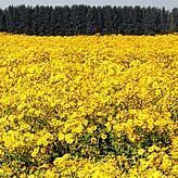 Von Ende Juni bis September blüht die Silphie.