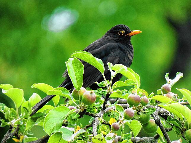 Auch Vögel wie diese Amsel wurden bei der Brutvogelkartierung erfasst. Bild: Leona Löhle