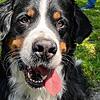 Berner Sennenhund Louis ist warm, das ist kaum zu übersehen. Umso wichtiger ist eine gelegentliche Abkühlung im See. Das ist aber oft ...