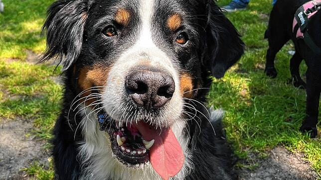 Berner Sennenhund Louis ist warm, das ist kaum zu übersehen. Umso wichtiger ist eine gelegentliche Abkühlung im See. Das ist aber oft ...