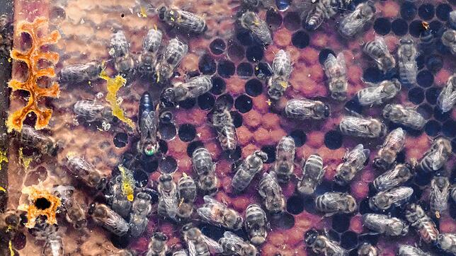 Die Honigernte im Hegau fiel schlechter als in anderen Regionen Deutschlands aus. Das Bild zeigt ein Bienenvolk von Imker Helmut Mayer ...