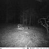 Wolf oder Hund: Auf der auf dem Bild zusehenden Aufnahme einer Wildkamera ist das nicht klar zu erkennen und die spannende Frage lautet ...