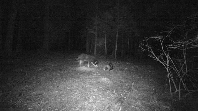 Wolf oder Hund: Auf der auf dem Bild zusehenden Aufnahme einer Wildkamera ist das nicht klar zu erkennen und die spannende Frage lautet ...