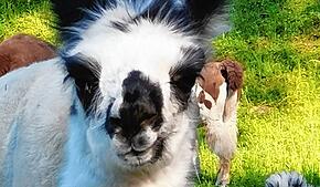 Den süßen Tierchen ist nichts passiert.