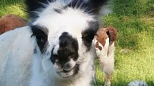 Den süßen Tierchen ist nichts passiert.