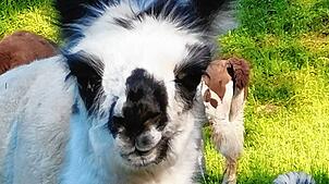 Den süßen Tierchen ist nichts passiert.