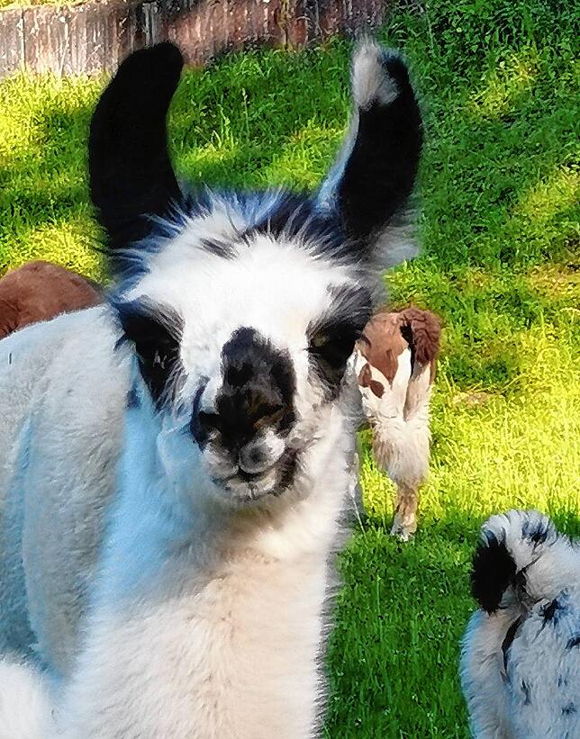 Den süßen Tierchen ist nichts passiert.