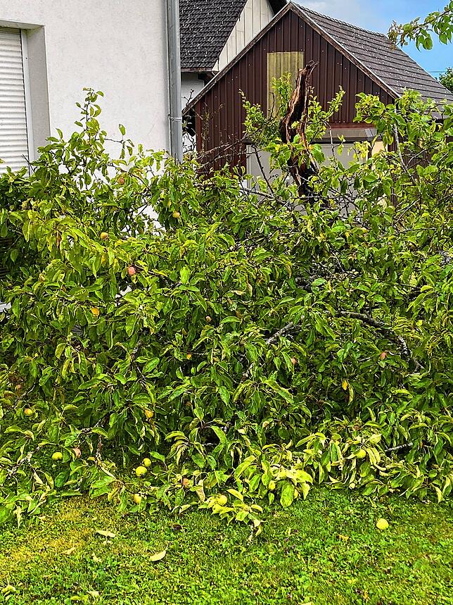 Bäume wurden in Riedern regelrecht abrasiert.