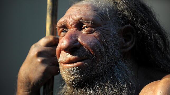 Die Nachbildung eines älteren Neandertalers im Neanderthal-Museum in Mettmann.