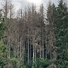 Verheerend sieht es derzeit stellenweise im Wehrer Wald aus: Borkenkäfer und lange Trockenheit haben ihre Spuren hinterlassen.