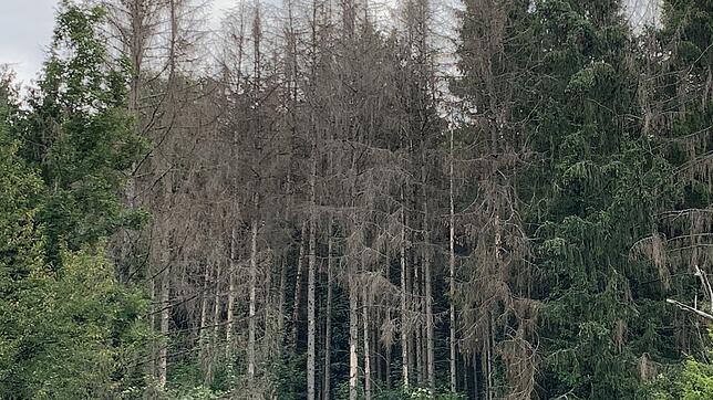 Verheerend sieht es derzeit stellenweise im Wehrer Wald aus: Borkenkäfer und lange Trockenheit haben ihre Spuren hinterlassen.