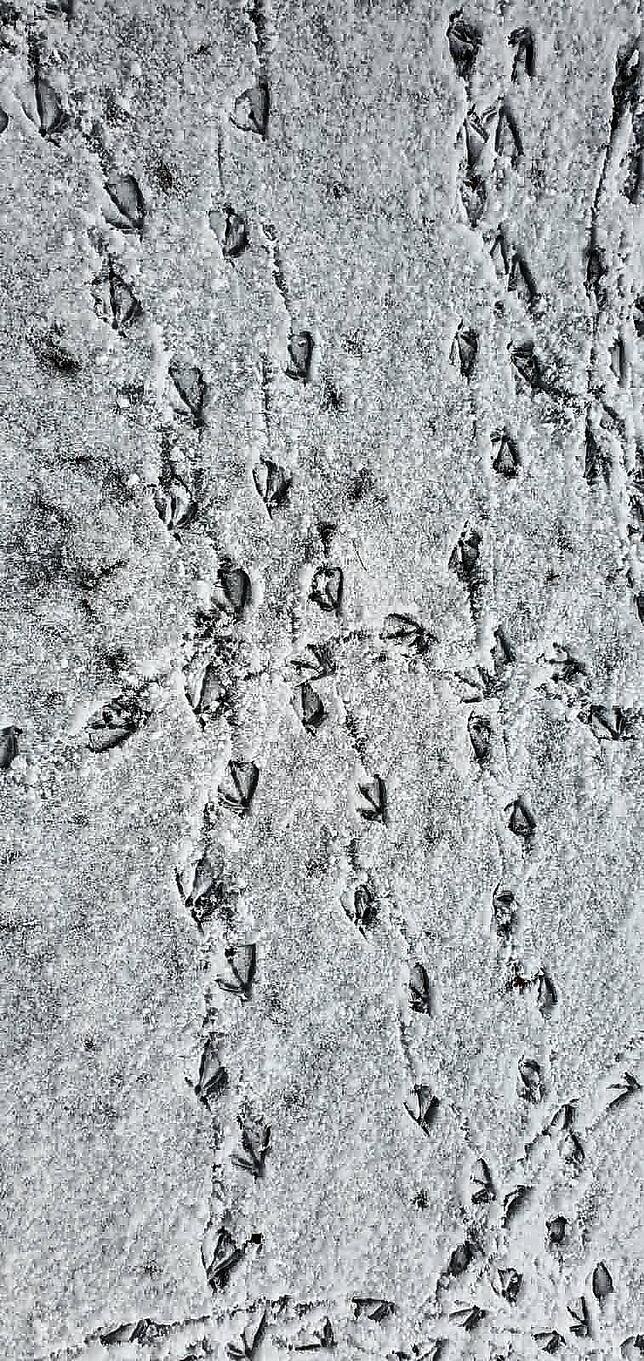 Vögel haben im Schnee Spuren hinterlassen.
