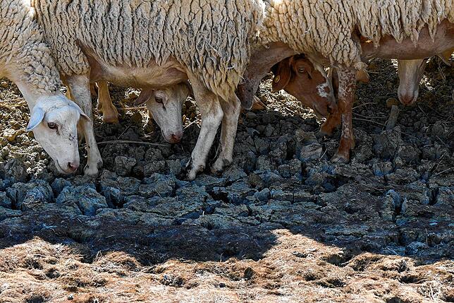 Schafe suchen in einem trockenen Teich nach Wasser: Auf der Insel Sizilien hat es in manchen Gegenden 12 Monate lang nicht geregnet.