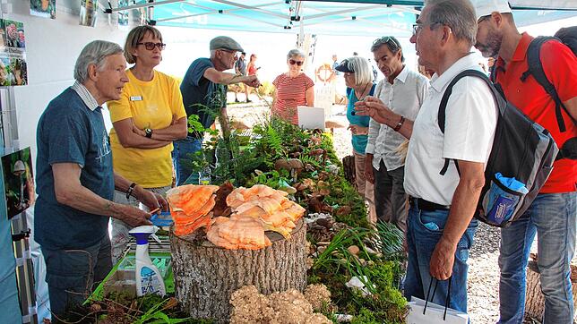 Großes Interesse herrscht am Stand der Pilzfreunde Überlingen, die auf der Landesgartenschau eine Ausstellung unter dem Motto &bdquo;Das ...