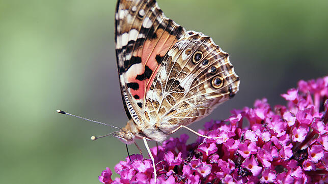 Blühflächen statt reines Ackerland: Das kommt der Insektenwelt zugute. Mit der Übernahme einer Patenschaft für Blühstreifen, kann jeder ...