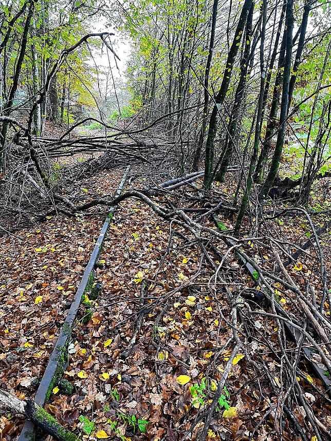 Die Gleise der Wehratalbahn führen heute teilweise durch dichtes Dickicht.