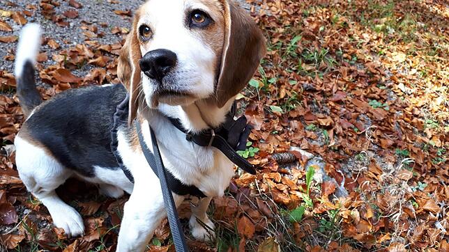 Allein? Dann bleibts bei 120 Euro. Der zweite Hund soll in Schwörstadt dafür künftig 180 Euro kosten.