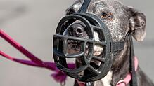 American Staffordshire Terrier gelten in Deutschland als sogenannte Listenhunde.