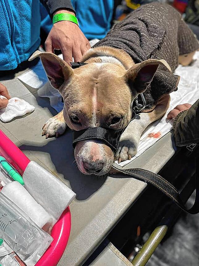 Am Ende seiner Kräfte: ein Hund bekommt Hilfe.