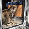 Kater Felix ist nach sechs Jahren wieder zurück bei seiner Besitzerfamilie in Endingen.
