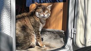 Kater Felix ist nach sechs Jahren wieder zurück bei seiner Besitzerfamilie in Endingen.