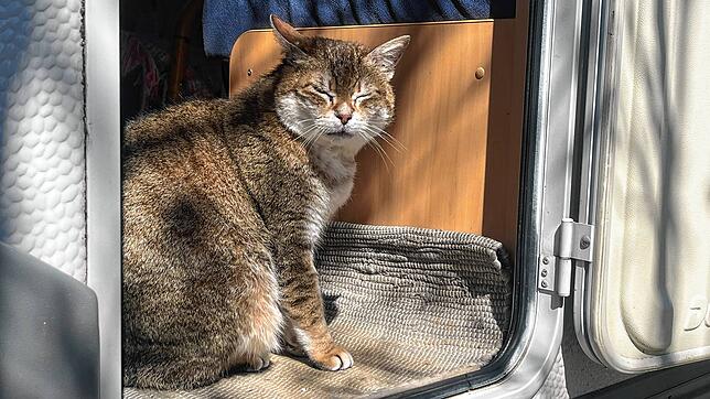 Kater Felix ist nach sechs Jahren wieder zurück bei seiner Besitzerfamilie in Endingen.