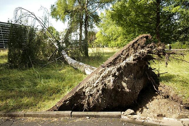 Aus der Erde gerissen: An der Hermann-von-Vicari-Straße entwurzelt der Sturm eine stattliche Birke. Der hohe Baum fällt zum Glück nicht ...