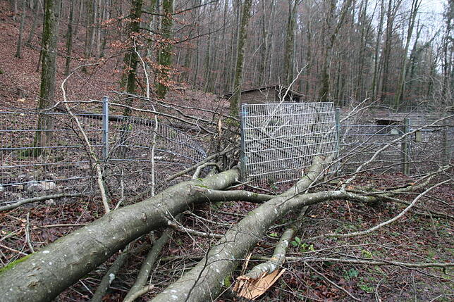 Ein Baum viel in das Wildschweingehege und zerstörte den Zaun. Tiere kamen bei dem Unwetter nicht zuschaden. Bild: Ines Biedenkapp