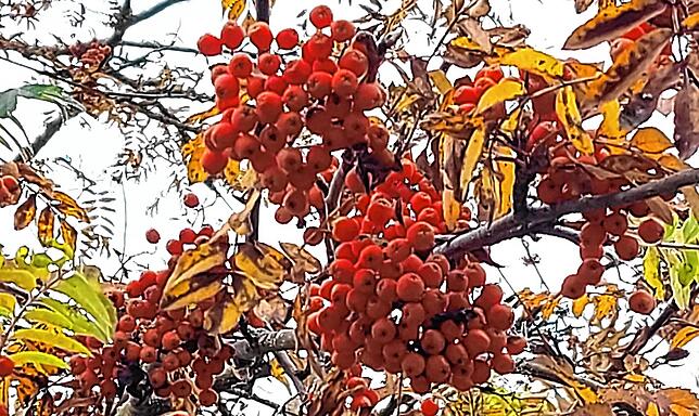 Bild 1: Kräuterserie (8): Die Eberesche &ndash; giftig oder nicht?