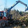 Um keine großen Brutstätten für den Borkenkäfer zurückzulassen, werden die Wipfel der Bäume mit Spezialmaschinen aus dem Wald gefahren ...