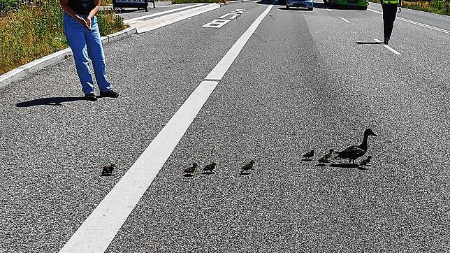 Die B34 in Waldshut wurde am Montag, 13. Juni, kurzzeitig gesperrt, damit eine Entenfamilie die Straße überqueren konnte.