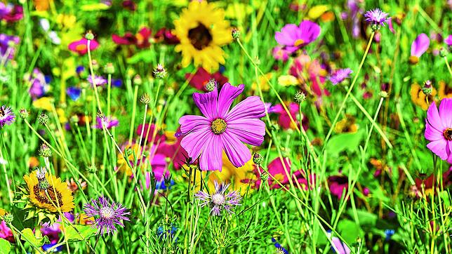 Blühende Landschaften erfreuen Insekten und erhöhen gleichzeitig auch die Lebensqualität für Menschen.