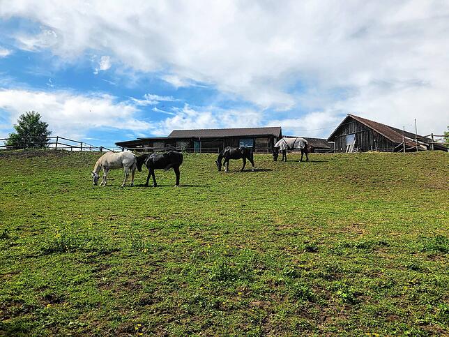 Bild 11: Wandern vor der Haustür (Teil 4): Durch den Bürgerwald zum Küssaberger Rheinufer