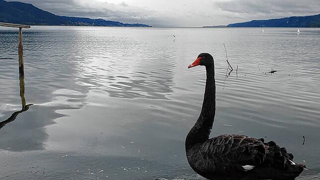 Ein Trauerschwan im Naturschutzgebiet Hangen zwischen Bodman und Ludwigshafen.