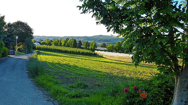 Hier sollen künftig Häuser entstehen. Der Ortschaftsrat Riedheim empfahl dem Gemeinderat den Entwurf des Bebauungsplans und die ...