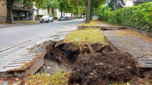 Das bleibt von zwei Bäumen an der Rielasinger Straße: Löcher und hochgehobene Platten im Geh- und Radweg. Der Weg ist derzeit gesperrt.
