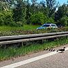 Eine Ente mit ihren sieben Küken spaziert seelenruhig über die Autobahn. Die Polizei sorgt für sicheres Geleit.